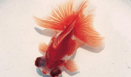 小金鱼视频,水下世界的灵动精灵